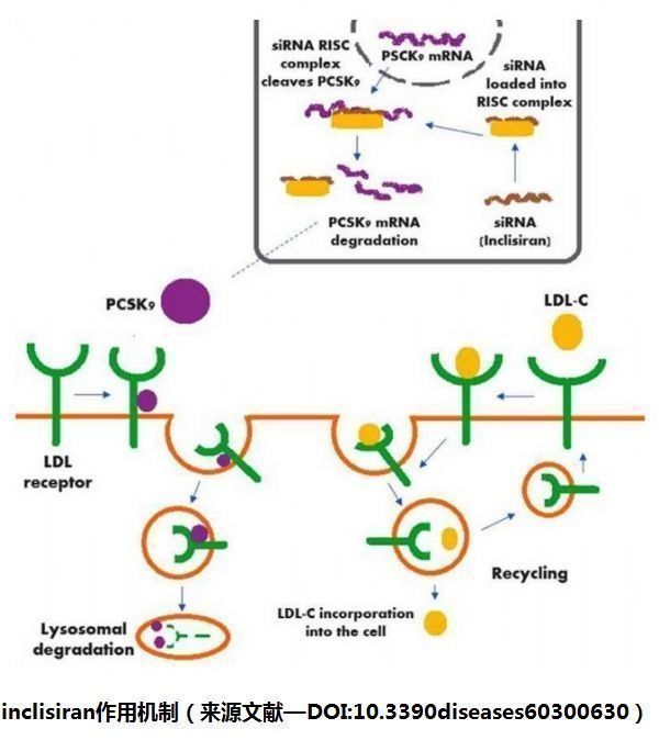 降胆固醇药物inclisiranⅢ期临床试验：每年2ci给药显著降低LDL-C_香港济民药业